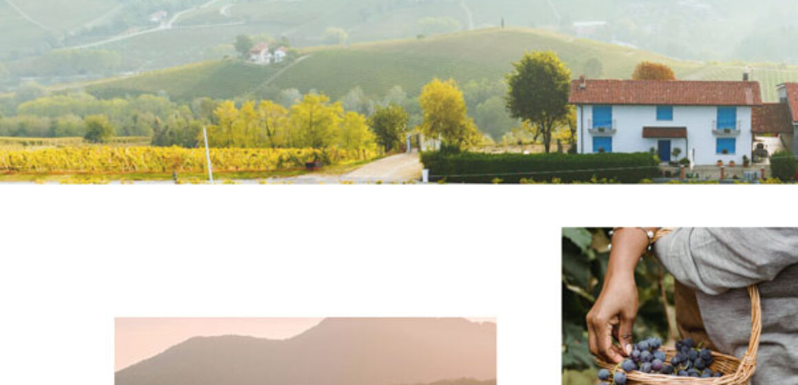 Wine – About